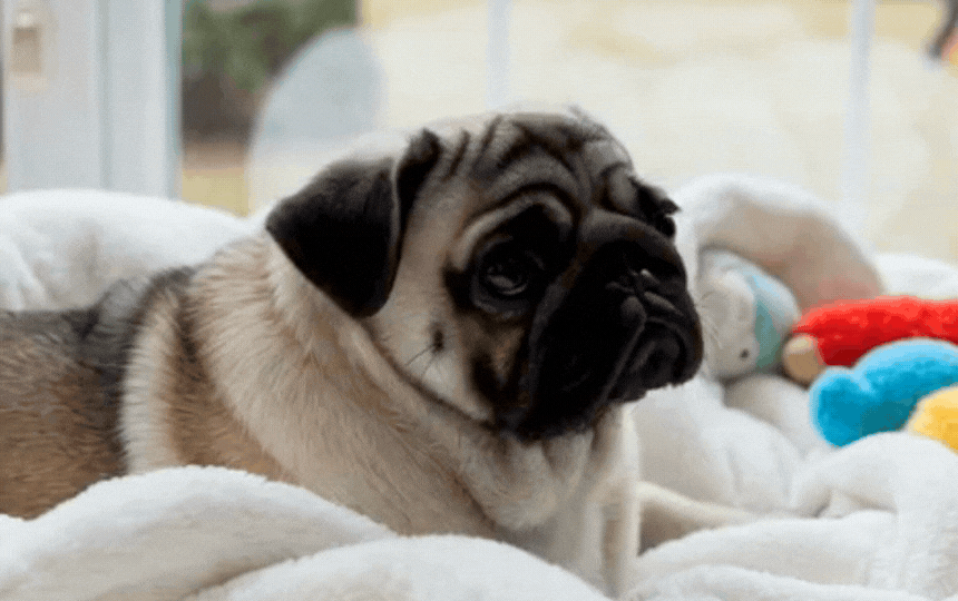 Concerned owner with Labrador showing honk cough in rainy UK park, vaccine drops, paw wipes and clea