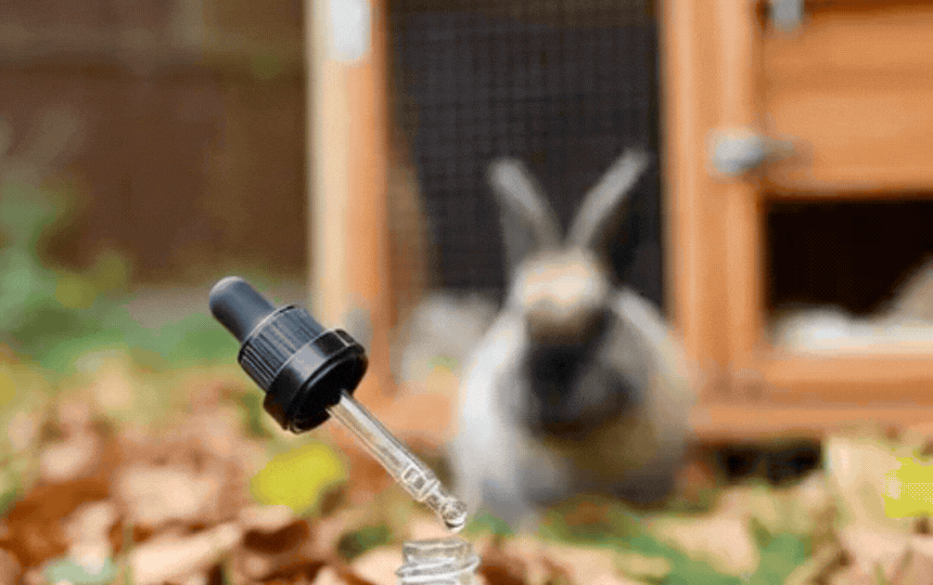 Rabbit with protective hutch netting in UK garden, showing vaccination record nearby, preventing myx