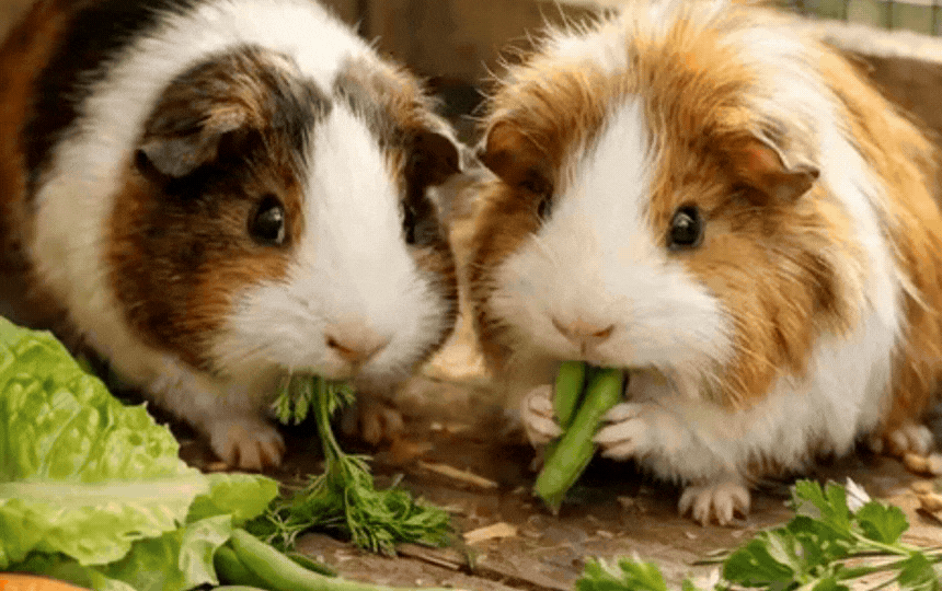 Colourful guinea pig munching safe vegetables like romaine lettuce, peppers, cucumber on hay bedding
