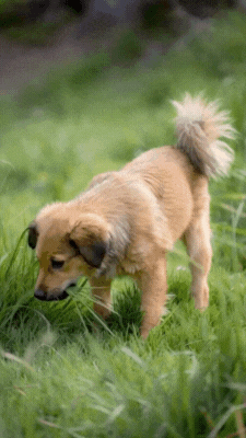 Why Do Dogs Eat Grass?