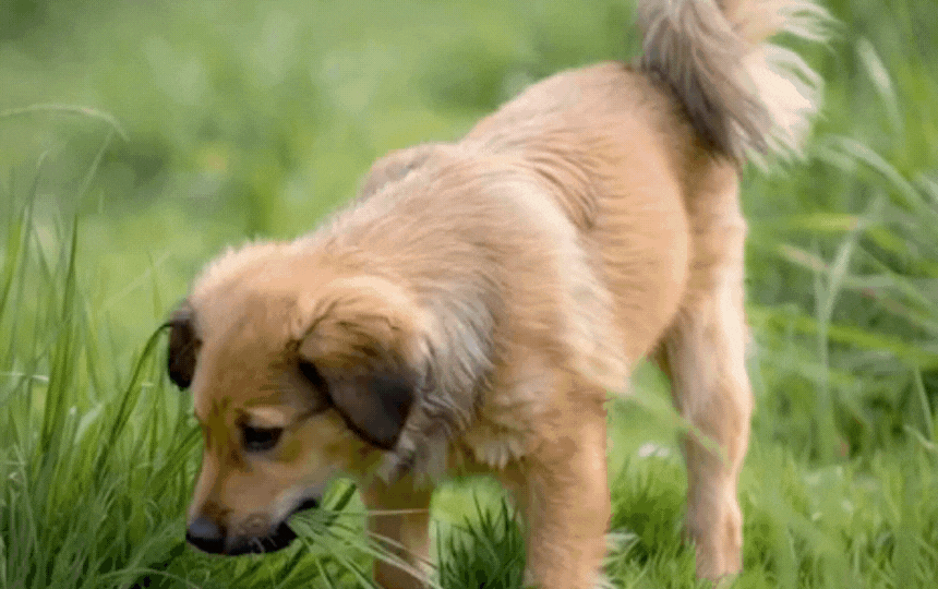 Happy dog munching on fresh green grass in a sunny British park, capturing the common habit of dogs