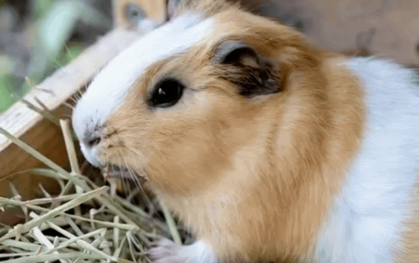 Guinea pig with overgrown teeth showing drooling chin and dropped hay, next to healthy chewing