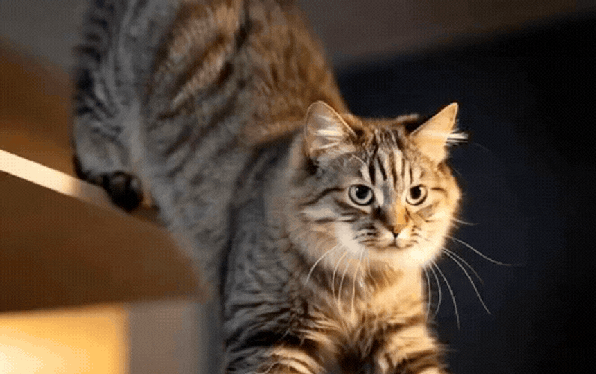 Close-up of curious tabby cat with prominent white whiskers sensing air currents, highlighting senso