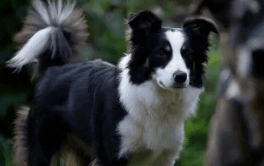 Golden Retriever dog wagging tail rightward happily in British park, showing positive emotion bias, 