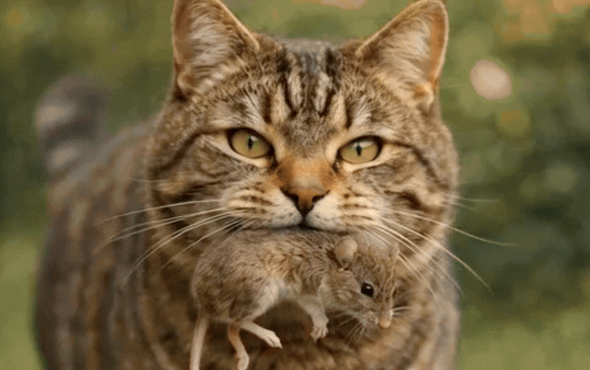 Ginger tabby cat proudly carrying a small mouse gift in its mouth, standing on garden grass, showing