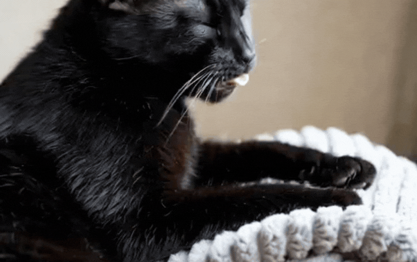 Relaxed tabby cat kneading soft blanket on owner's lap, paws rhythmically making biscuits with eyes 