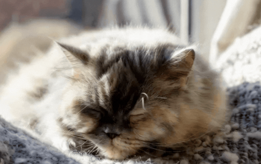 Relaxed tabby cat napping curled in sunlit window, embodying natural feline sleep patterns vital for