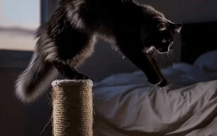 Black cat sprinting across living room floor at night, wide eyes and arched back showing playful zoo