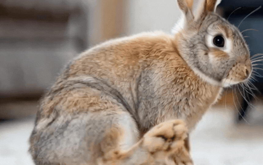 Adorable rabbit thumping hind foot on soft UK home flooring, ears alert in natural warning pose, cos