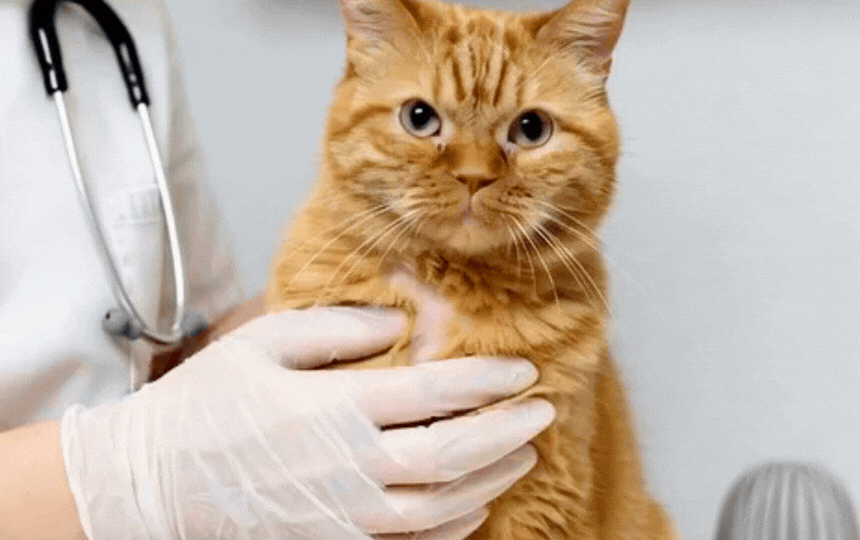 British Shorthair cat grooming excessively with bald patch on flank, vet checking skin close-up, UK 