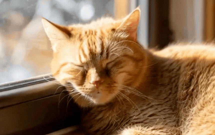 Detailed view of tabby cat's moist nose in soft UK home light, showing natural wet-dry texture for h