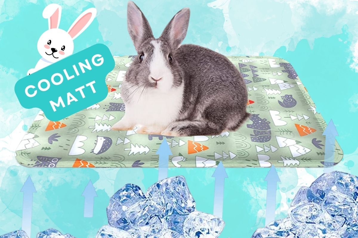 Keeping Your Rabbit Cool in the Summer