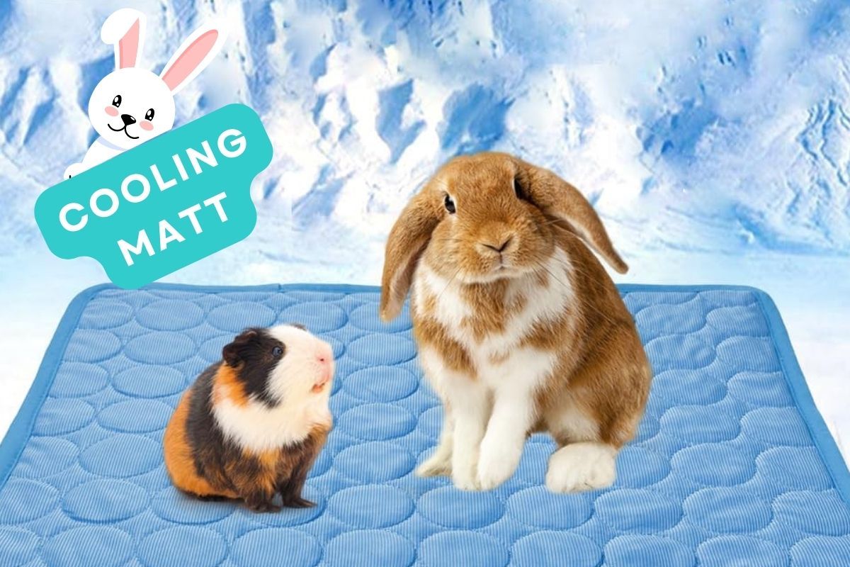 Keeping Your Rabbit Cool in the Summer