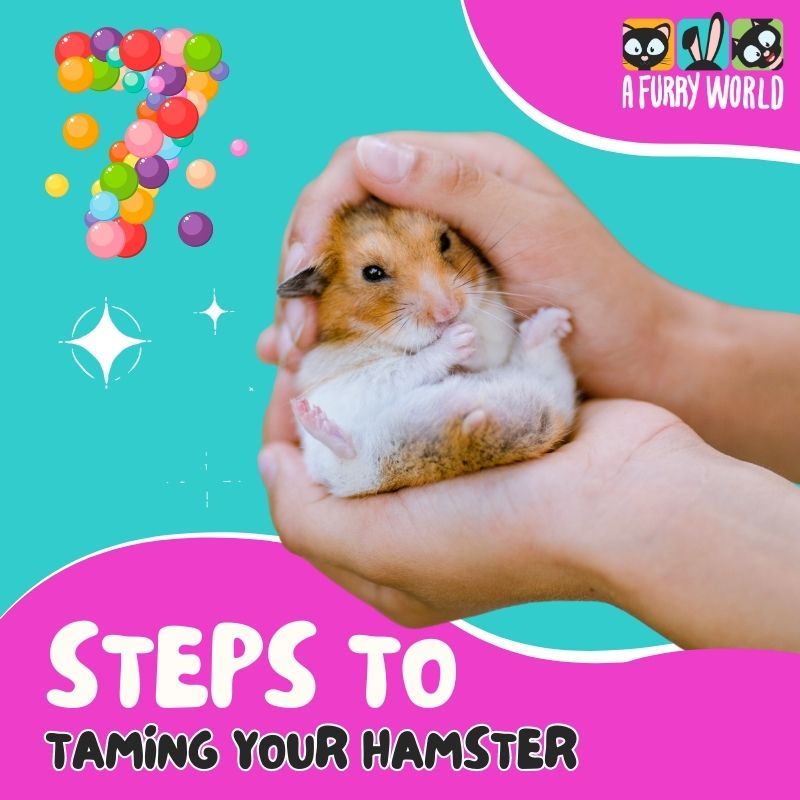 How to Tame and Handle my new hamster