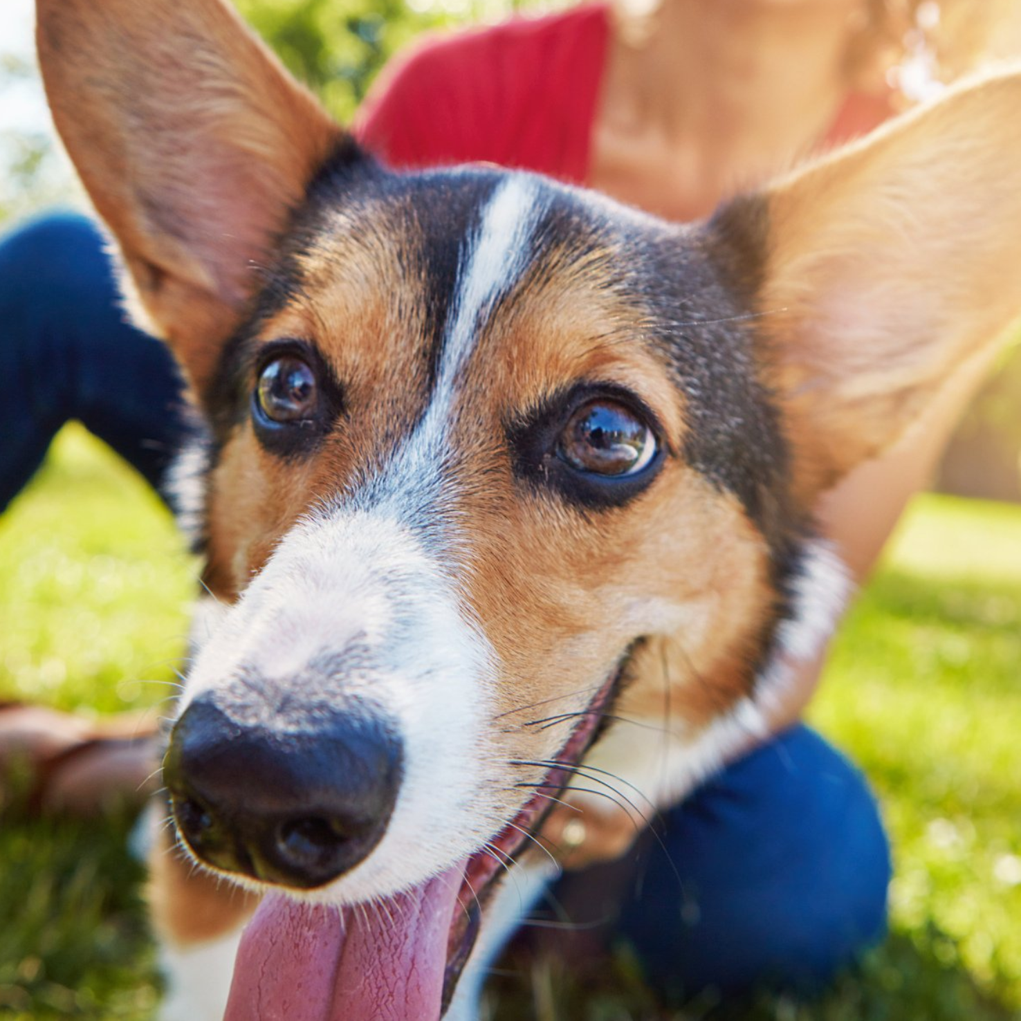 dog walker islington