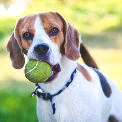 beagle with a tennis ball in the mouth dog walker islington N1
