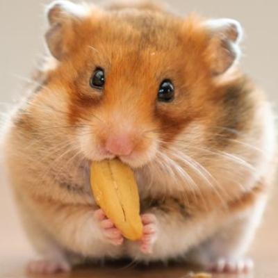 hamster boarding hotel london