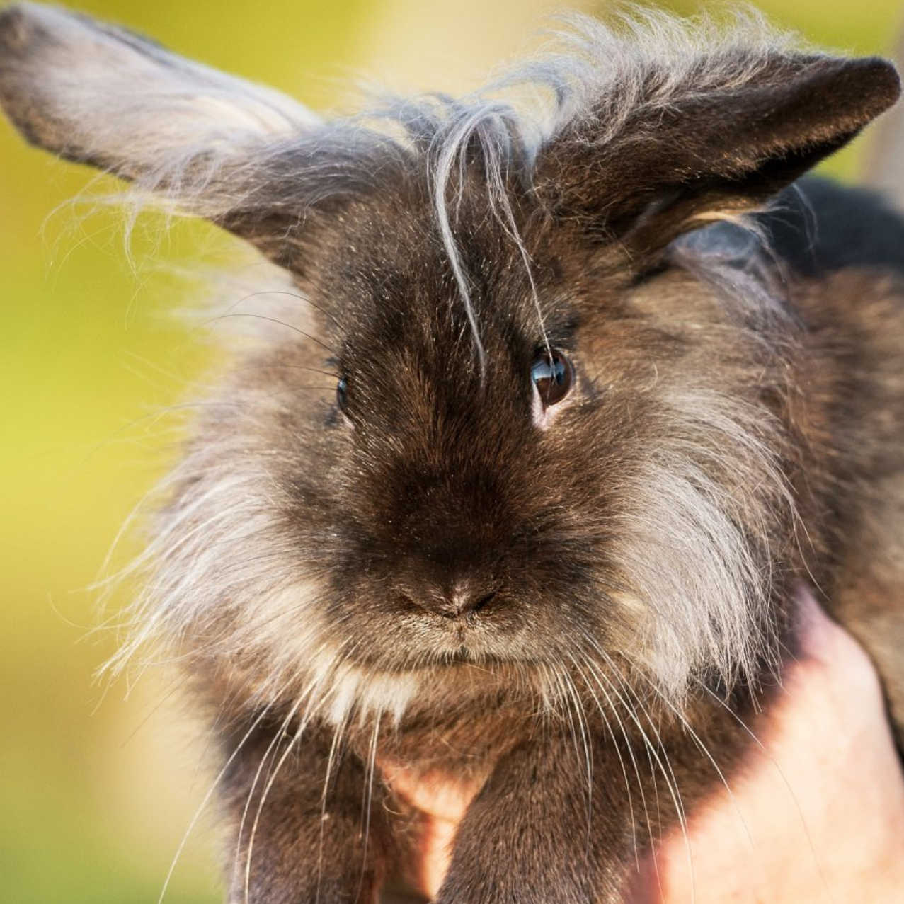 rabbit boarding hotel london