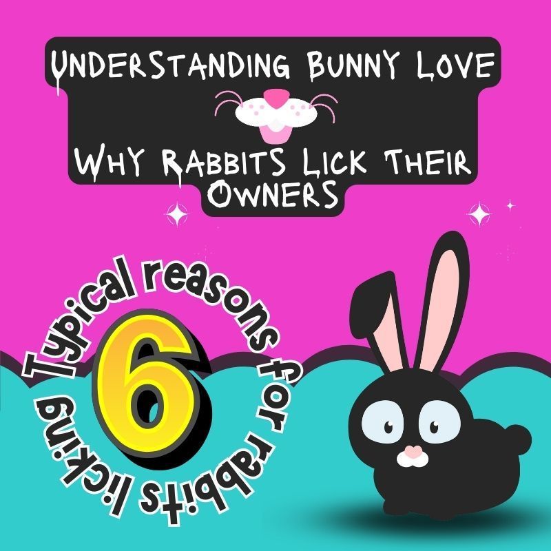 why does my rabbit lick me?