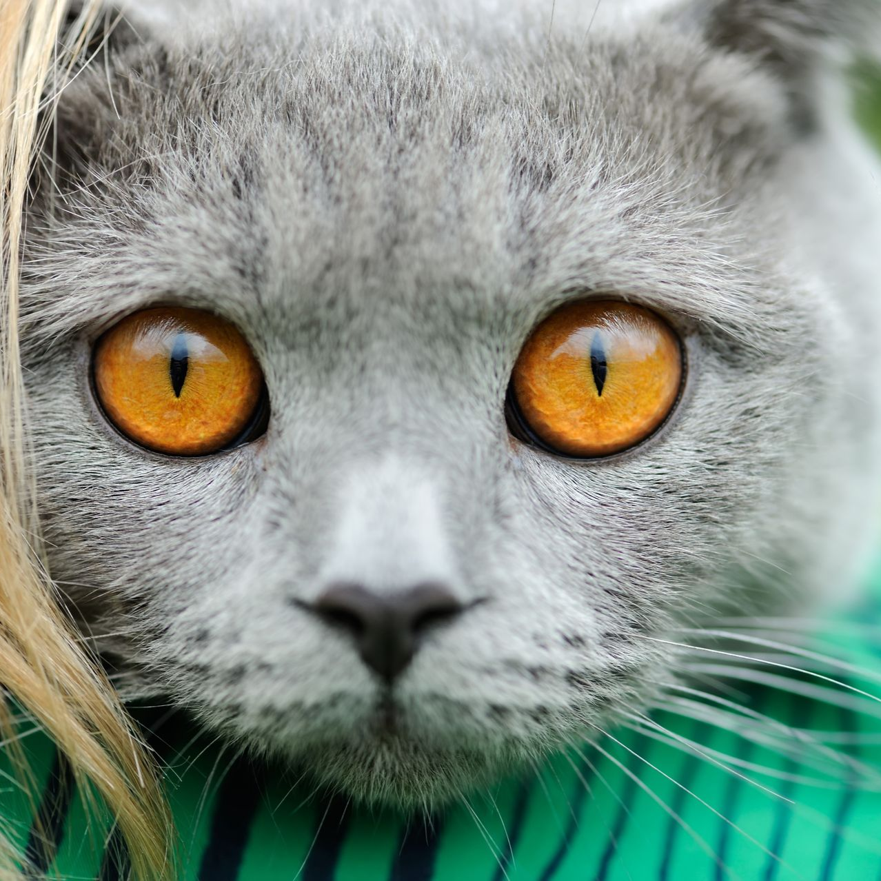 cat sitter london islington stoke newington