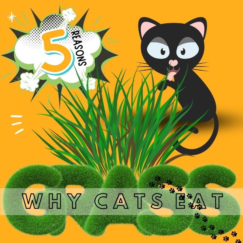 Discover The Curious Habit Why Does My Cat Eat Grass Discover the curious habit why does my cat eat grass