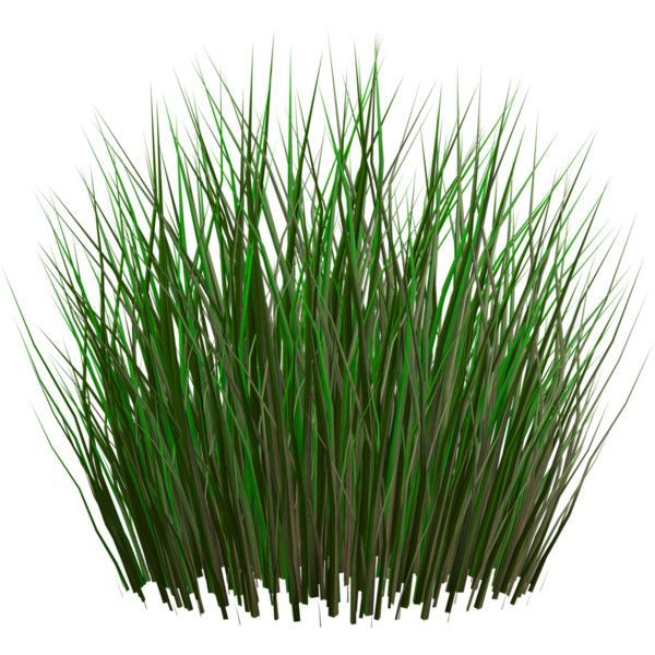 Een bosje groen gras groeit op een witte achtergrond.