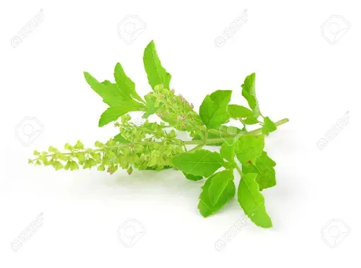 Een close up van een basilicumplant met bladeren en bloemen op een witte achtergrond.