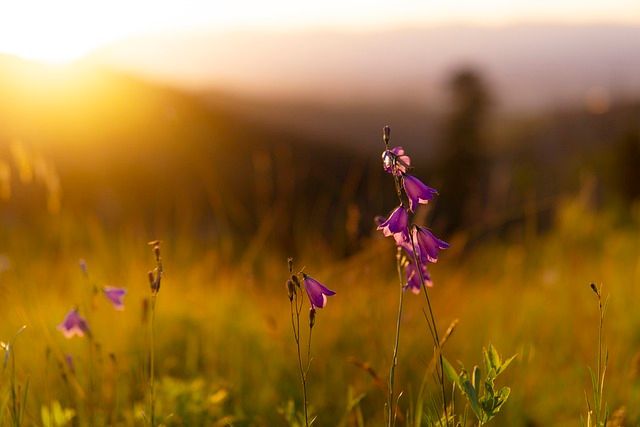 cremation services Aledo, TX