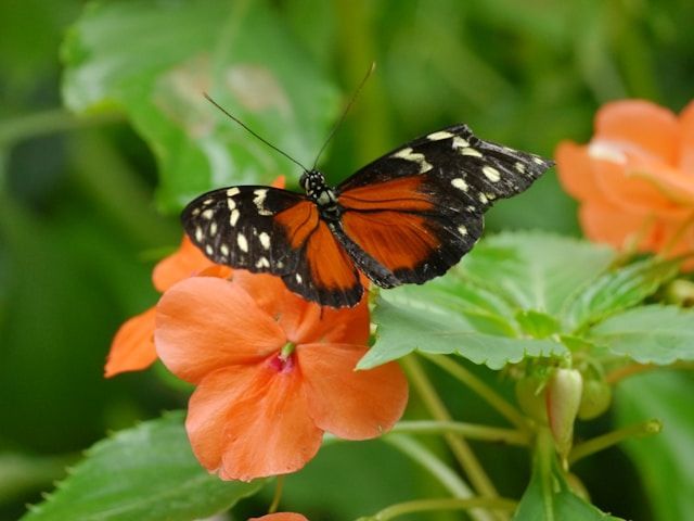cremation services in Aledo TX