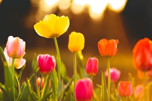 cremation services in Hudson Oaks TX