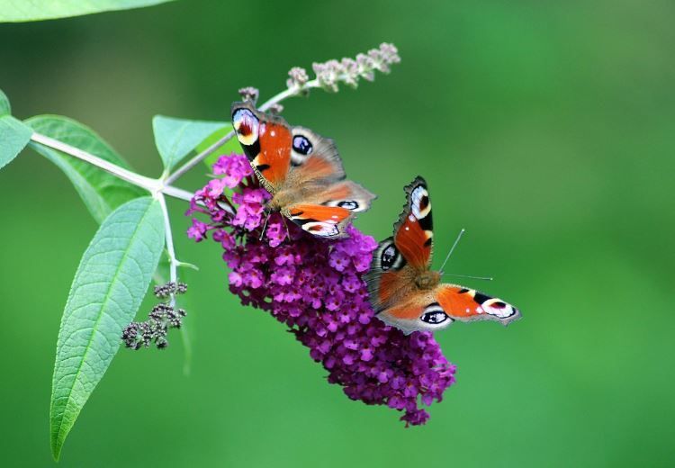 Two butterflies on purple blooms suggest life celebration at cremation services Willow Park, TX