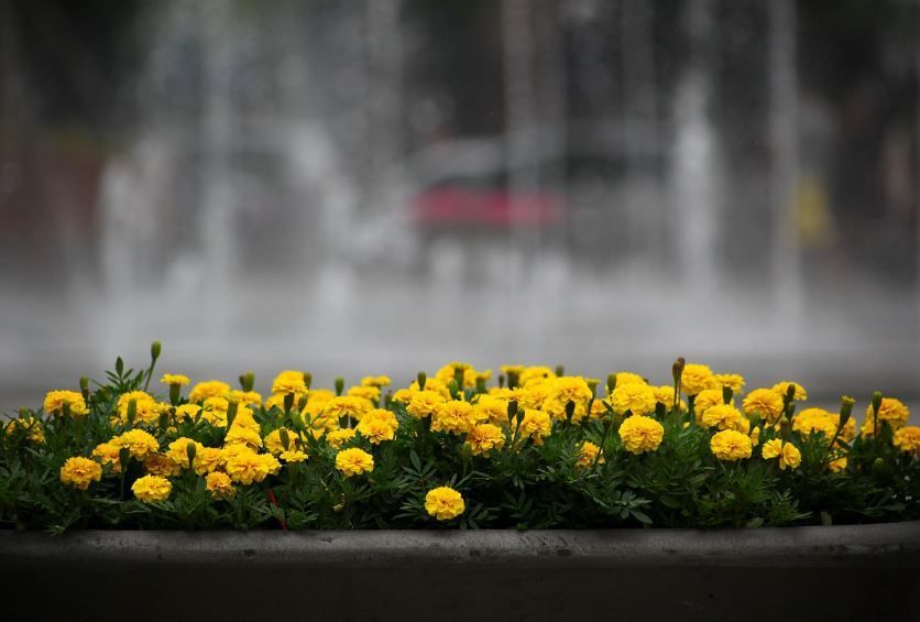 Yellow marigolds blooming in a planter near a misty fountain, cremation services Aledo, TX