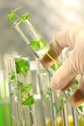A person is holding a test tube with a plant in it.