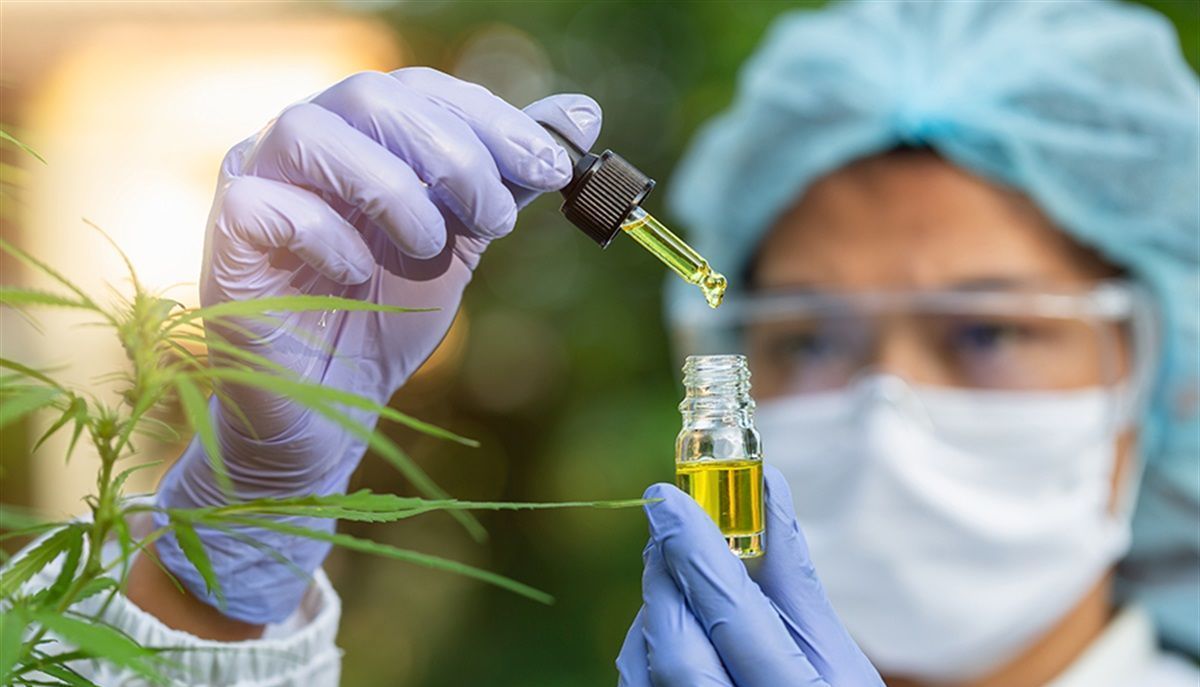 Scientist holding dropper with liquid over a vial near cannabis plant.