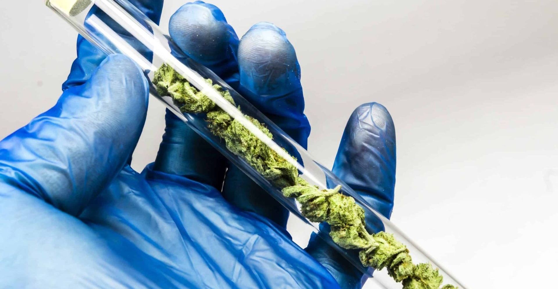 Gloved hand holding a clear tube filled with green plant matter.