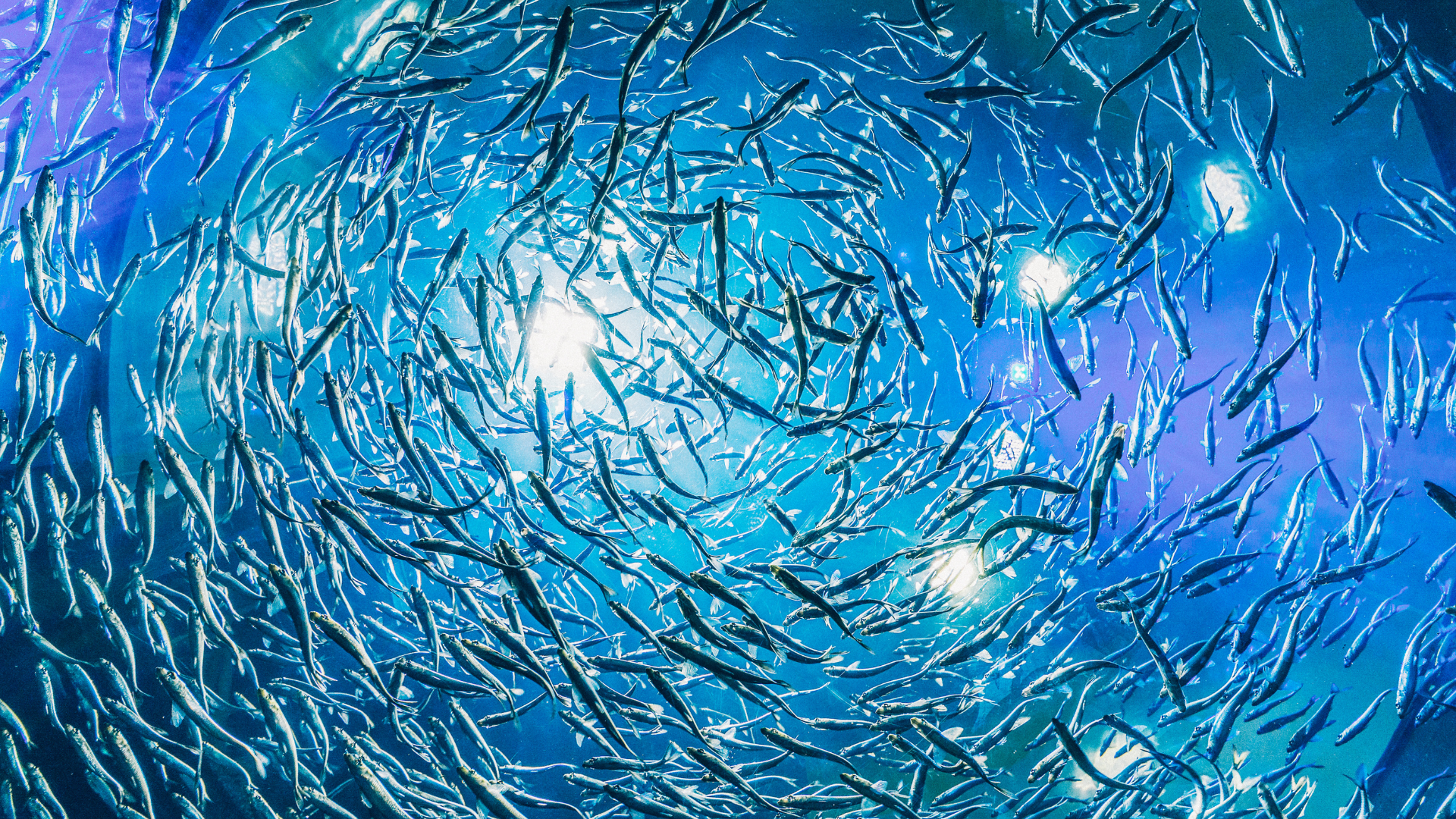 School of slender fish swims in a blue-lit spiral.