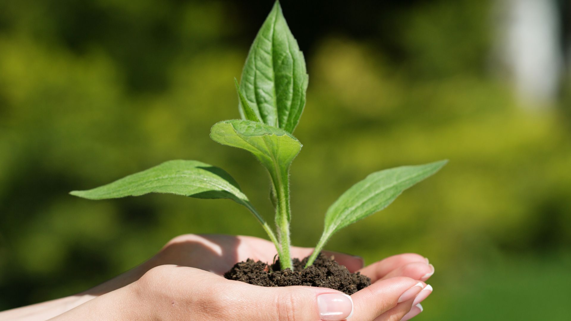 Hands holding a small green plant with dark soil against a blurred green background.