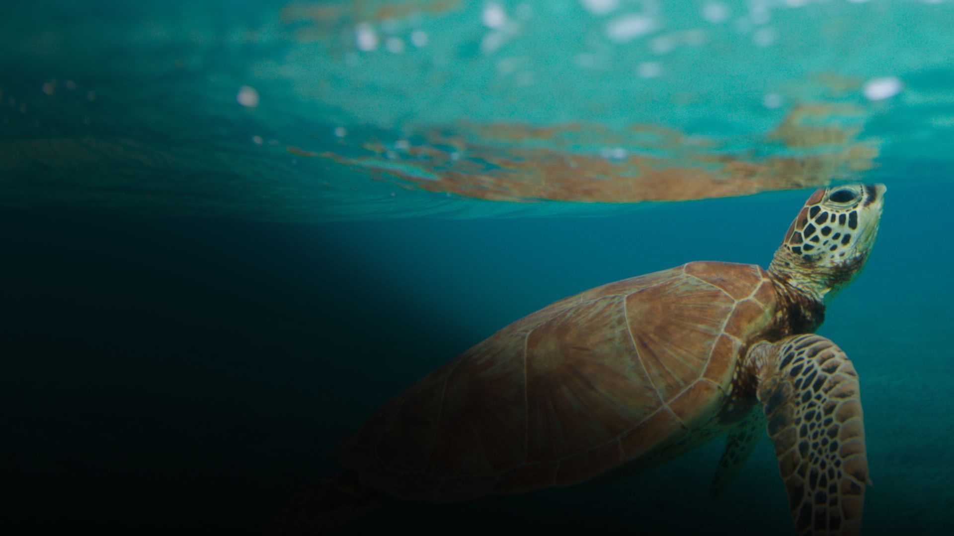 Sea turtle swimming upwards in turquoise water.