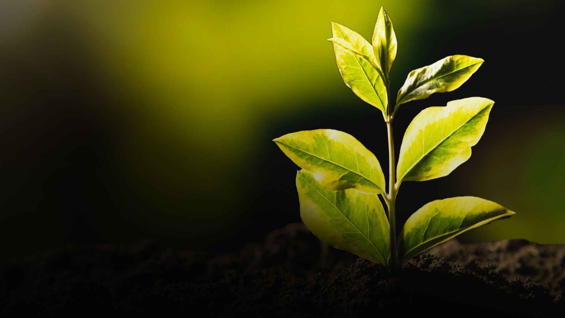 A young plant with vibrant green leaves sprouts from dark soil against a blurred, green background.