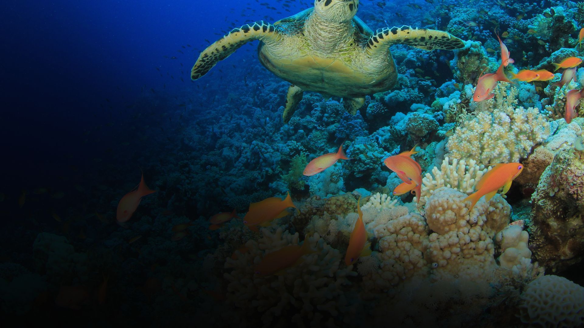 Sea turtle swims near colorful coral and orange fish in deep blue water.