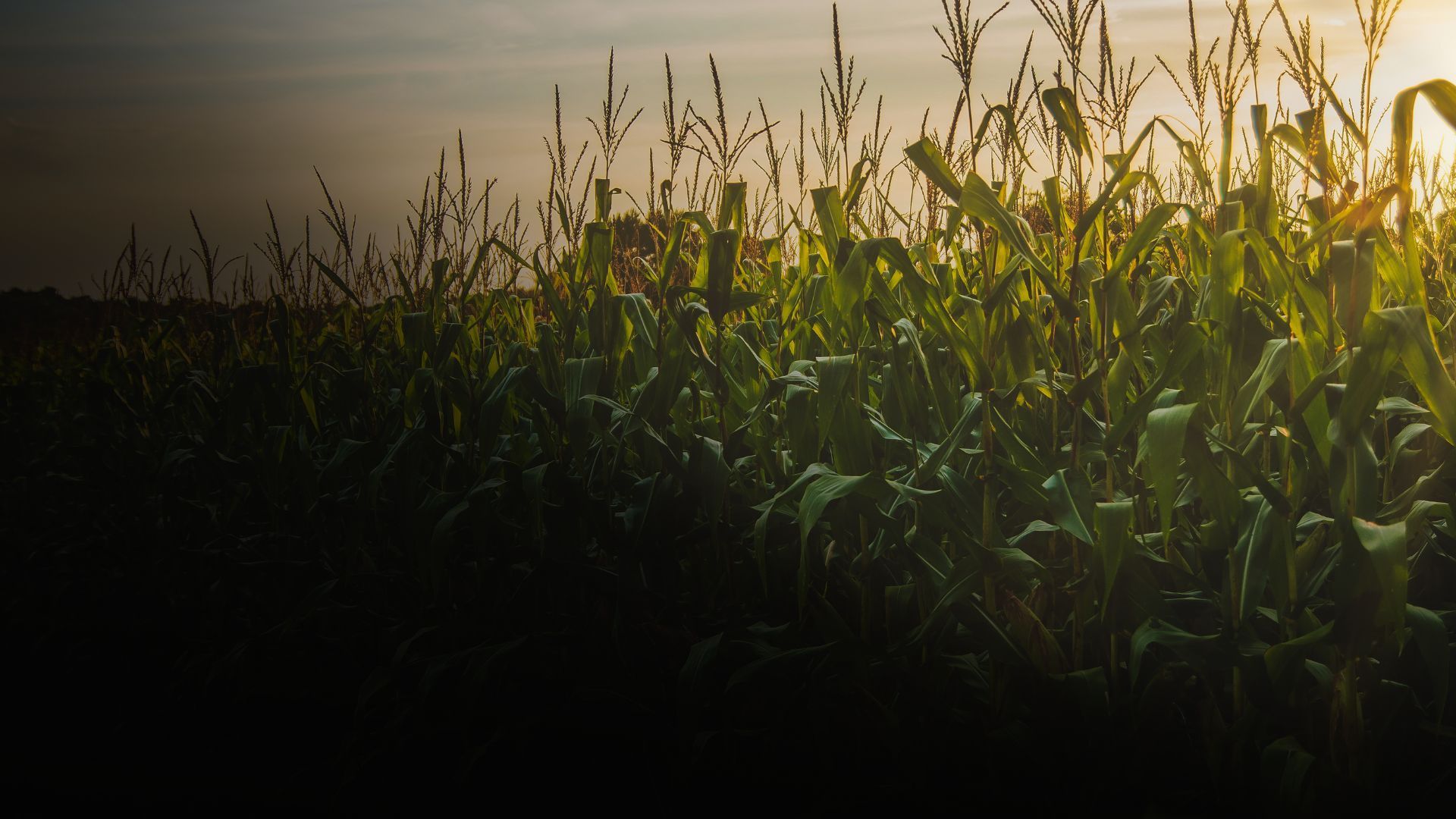 Corn stalks in a field, backlit by the setting sun, creating a silhouette against a dusky sky.