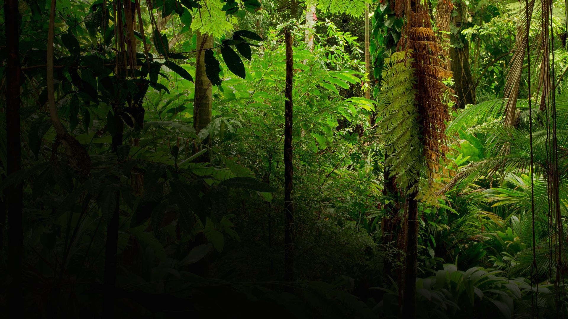 Lush, green jungle scene with dense foliage and sunlight filtering through the trees.