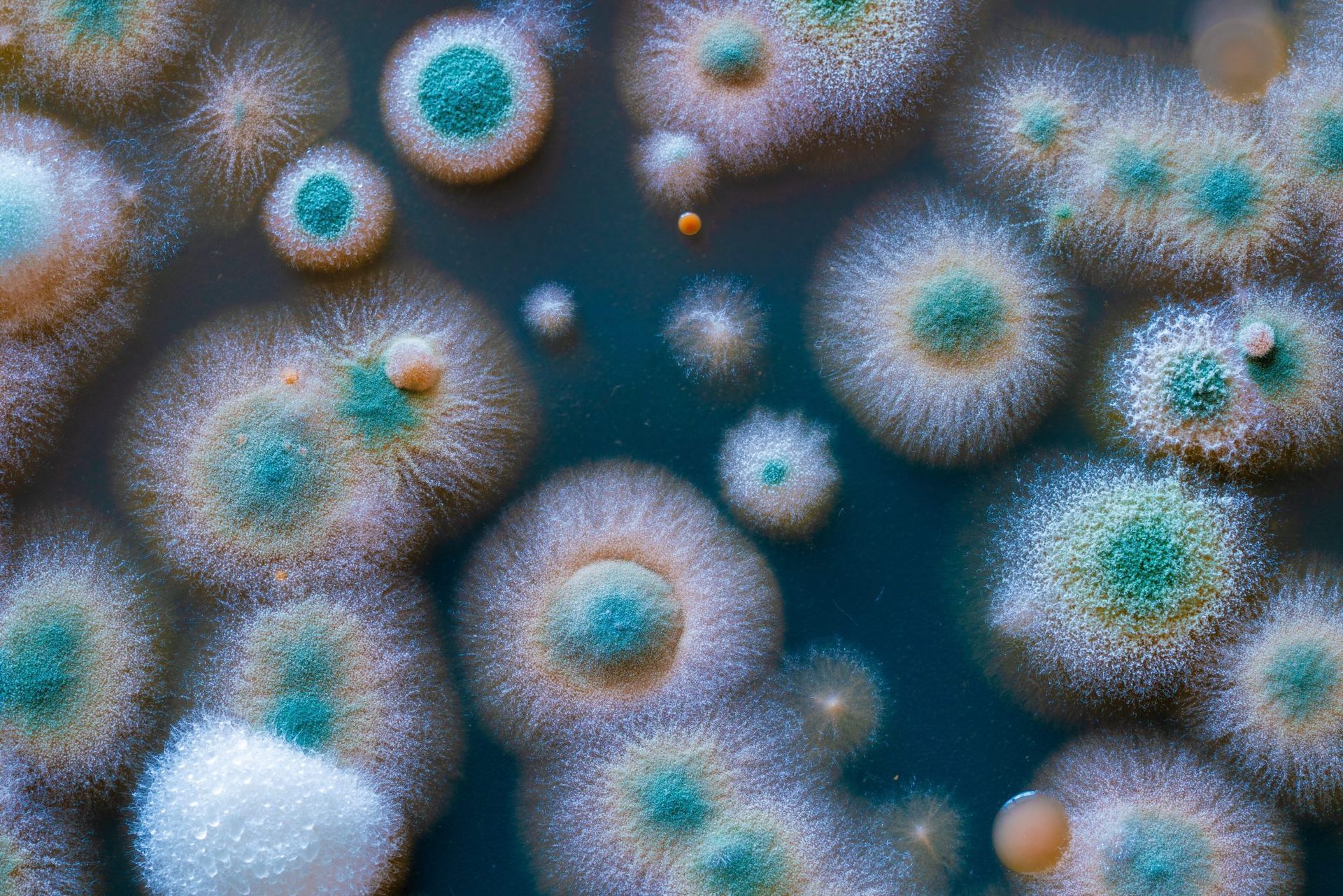 Colony of fungi with blue-green centers and radiating white and yellow spores on a dark surface.