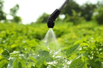 Spraying a liquid on green plants in a field; light streams from nozzle.