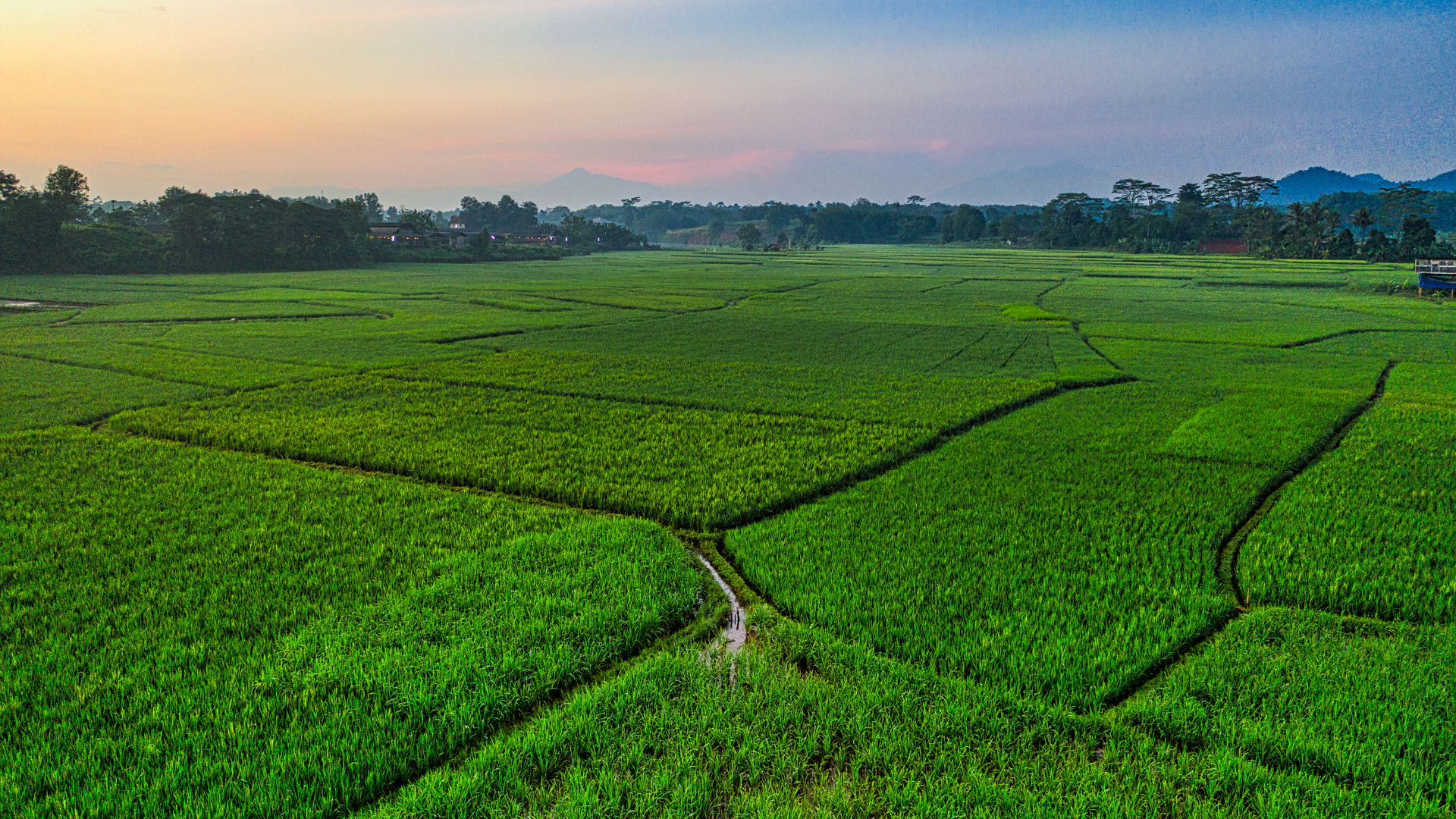 Green rice fields with paths, mountains, and trees at dusk.
