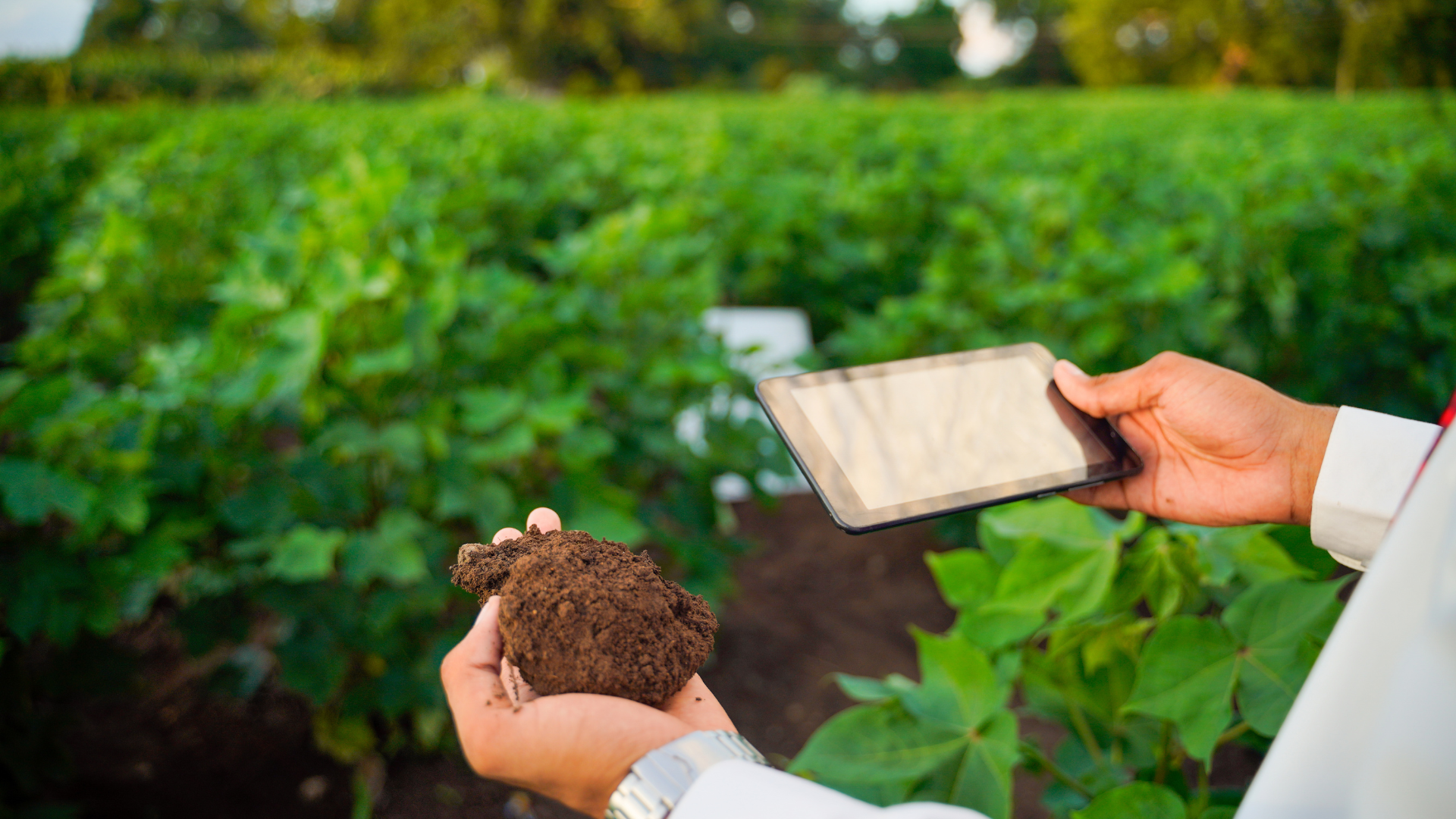 Person holding soil and tablet in a green field, likely for agricultural analysis.
