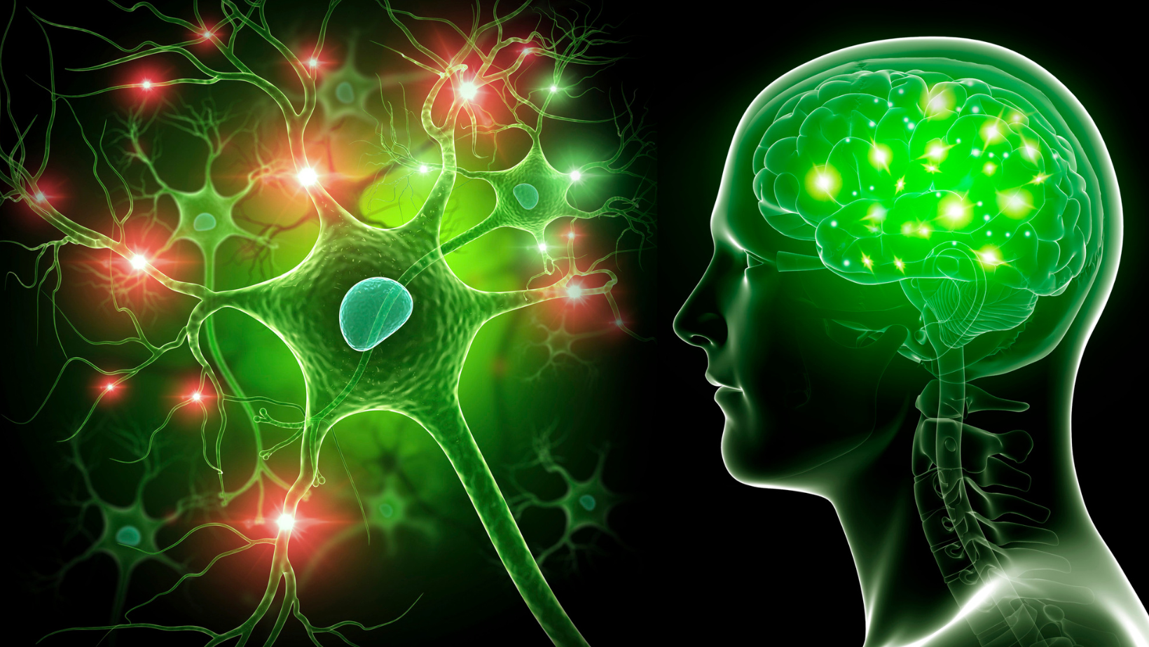 A silhouette of a person 's head with a green brain.