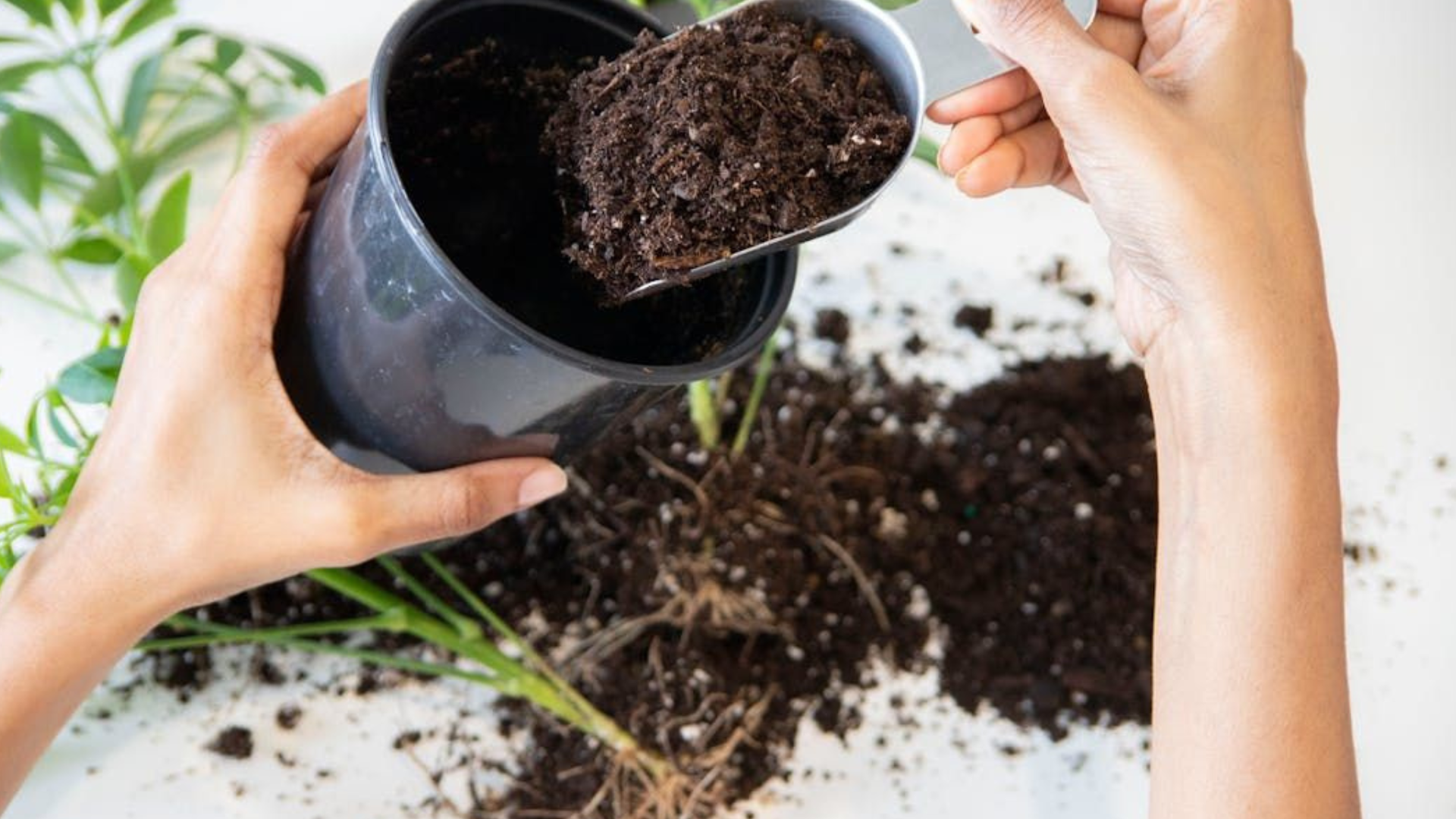 A person is pouring soil into a pot with a spoon.