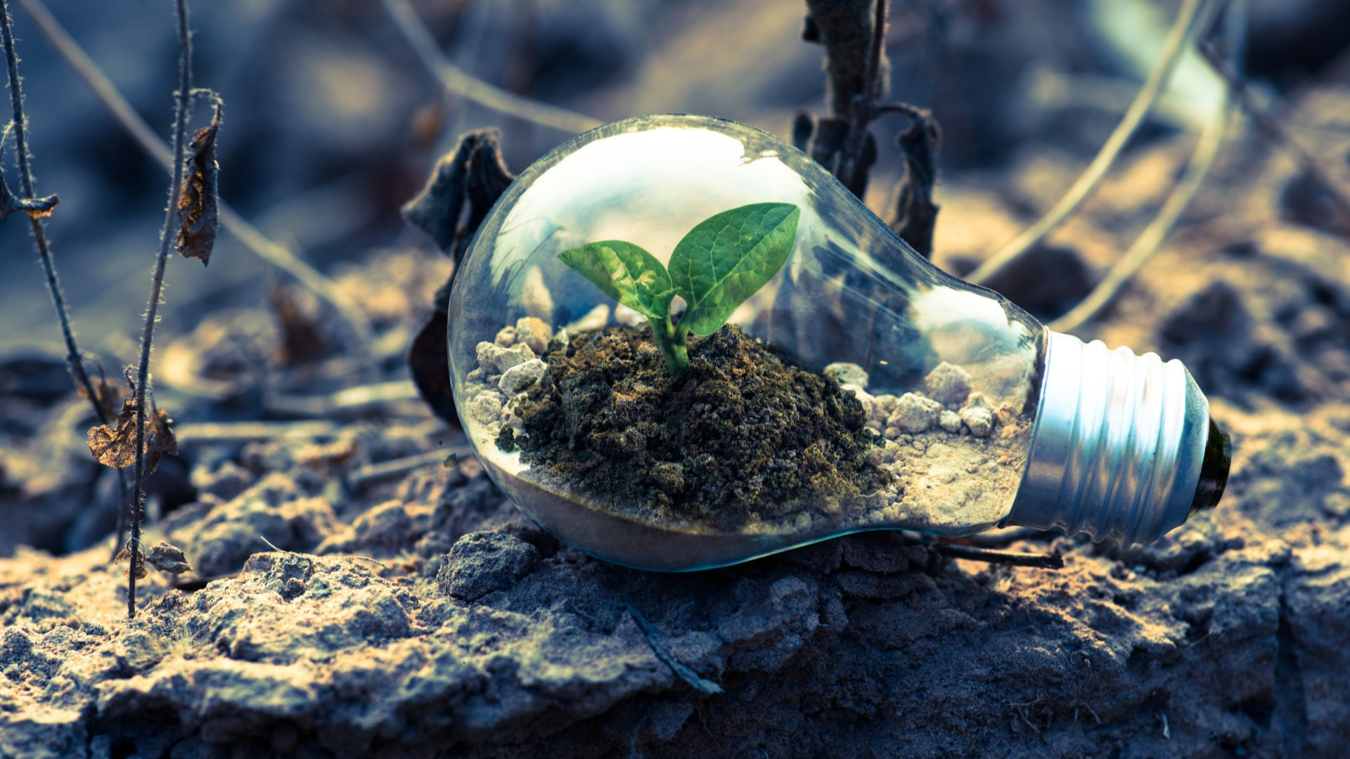 A light bulb with a plant growing inside of it.