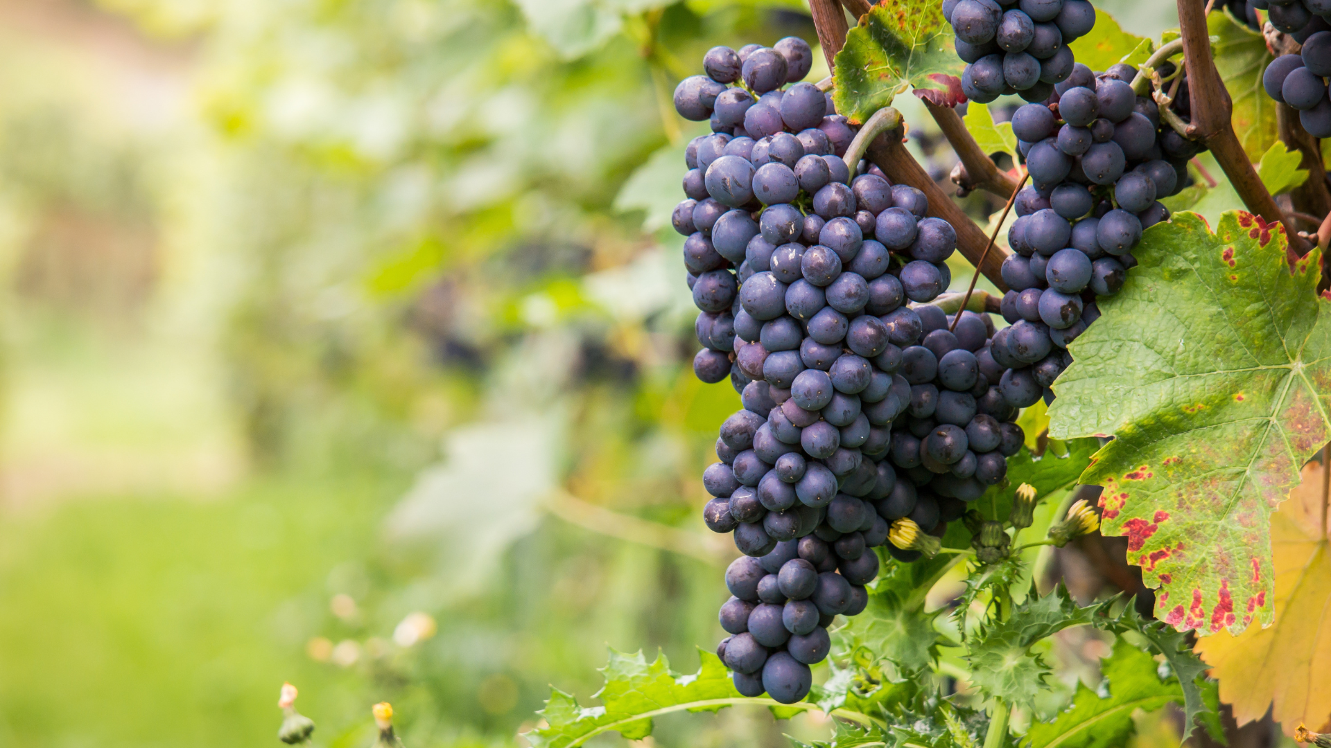 Clusters of purple grapes hanging from a vine in a vineyard. Green leaves and blurred background.